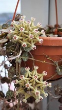 Hoya curtisii exotic for sale  PORTSMOUTH