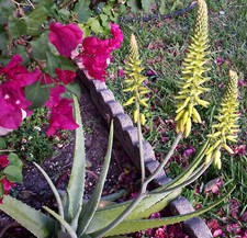 True aloe vera for sale  Miami