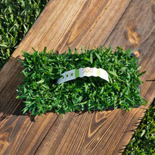 grass plugs for sale grass plugs for sale Tampa