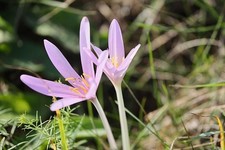 Schneekrokusse rosa lachs gebraucht kaufen Schneekrokusse rosa lachs gebraucht kaufen  Kaiserslautern