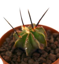 Astrophytum capricorne bufalo usato  Napoli