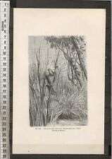 G472 gravure nids d'occasion  Amiens-