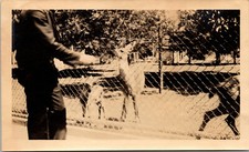 Feeding deer baby for sale  Massillon