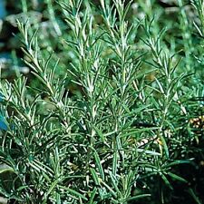 Graine romarin officinal d'occasion Graine romarin officinal d'occasion  Luzech