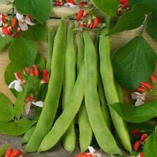 Runner bean painted for sale  UK