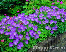 Tussock bellflower blue for sale  DONCASTER