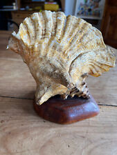 Coquillage monté socle d'occasion  Saint-Jean-en-Royans
