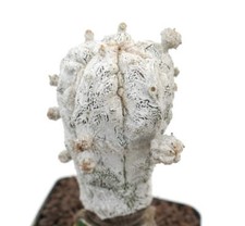 Astrophytum myrisotigma snow usato  Napoli