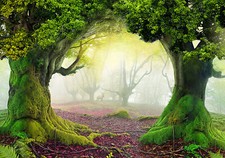 Wald natur baum gebraucht kaufen  Forst (Lausitz)