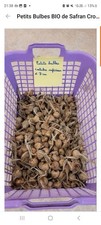 Petits bulbes bio d'occasion  Beauvais-sur-Matha