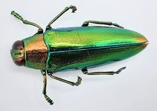 Buprestidae chrysochroa fulmin gebraucht kaufen  Wadern