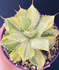 Extraordinaire agave potatorum d'occasion Extraordinaire agave potatorum d'occasion  Aire-sur-l'Adour