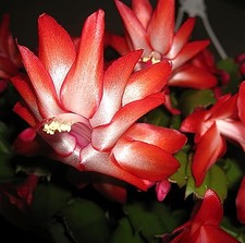 Red christmas cactus for sale  Hacienda Heights