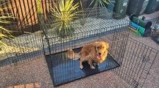 Big large puppy for sale  SUNBURY-ON-THAMES