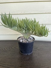 Mermaid tail tree for sale  Whittier