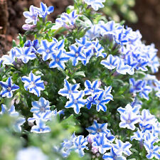Lithodora blue star for sale  UK