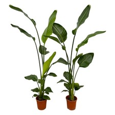 Strelitzia nicolai fleur d'occasion  Expédié en France