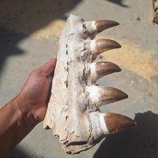 Usado, Raro Mosasaur seção mandíbula fóssil genuíno do final dos mares do Cretáceo era dos dinossauros comprar usado  Enviando para Brazil