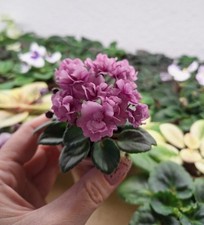 Micro mini usambaraveilchen gebraucht kaufen  Wittstock/Dosse