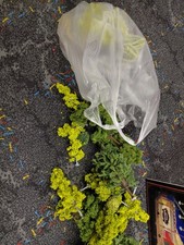 Bäume konvolut laubbäume gebraucht kaufen Bäume konvolut laubbäume gebraucht kaufen  Elbingerode