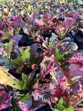 Live plants outdoor for sale  Eustis