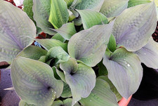 Purple haze blau gebraucht kaufen  Mutterstadt