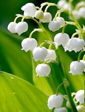 Lily valley pips for sale  Casnovia