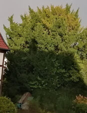 Eibenzweige tannenzweige tanne gebraucht kaufen  Bad Sassendorf