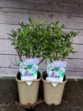Caryopteris kew blue for sale  HARLOW