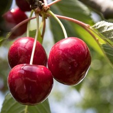 Cherry stella tree for sale  SOUTHAMPTON