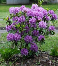 Catawba boursault rhododendron for sale  Pelzer
