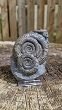 Triple dactylioceras ammonite for sale  DARLINGTON