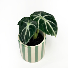 Alocasia reginula ninja for sale  NORTHAMPTON