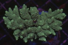 Sps colony wysiwyg for sale  UK