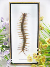 Xxl real giant for sale  Shipping to United Kingdom