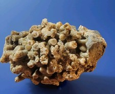 Ordovician tabulate coral for sale  Ten Sleep