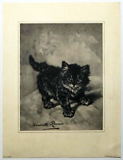 Rascal playful kitten for sale  STOURPORT-ON-SEVERN