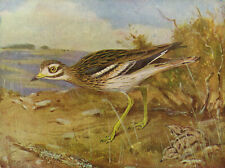 Stone curlew alarmed for sale  DEREHAM