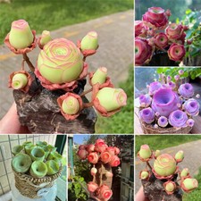 ca. 1000 Stück/Packung Bergrose Fleischsamen Topfblumensamen auf Indoor Balkon, usado comprar usado  Enviando para Brazil