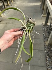 Epidendrum species falcatum usato  Spedire a Italy