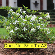 Dwarf gardenia live for sale  Fort Mill