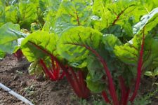 Swiss chard ruby for sale  Shipping to Ireland