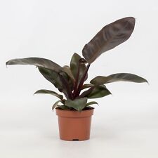 Philodendron black cardinal gebraucht kaufen  Wurzen