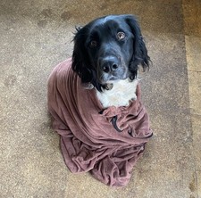 Dog drying bag for sale  COWES