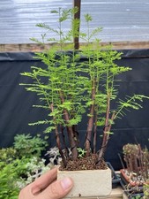 Bald cypress forest for sale  Wallkill