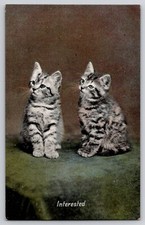 Two gray tabby for sale  Valley Mills