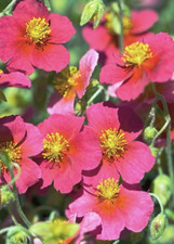 Helianthemum ben ledi for sale  WIGTON
