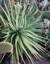 Agave bracteosa plants for sale  PENZANCE