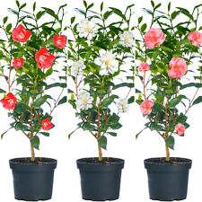 Camellia shrubs premium for sale  UK