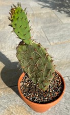 Puntia engelmannii sedona gebraucht kaufen  Worms